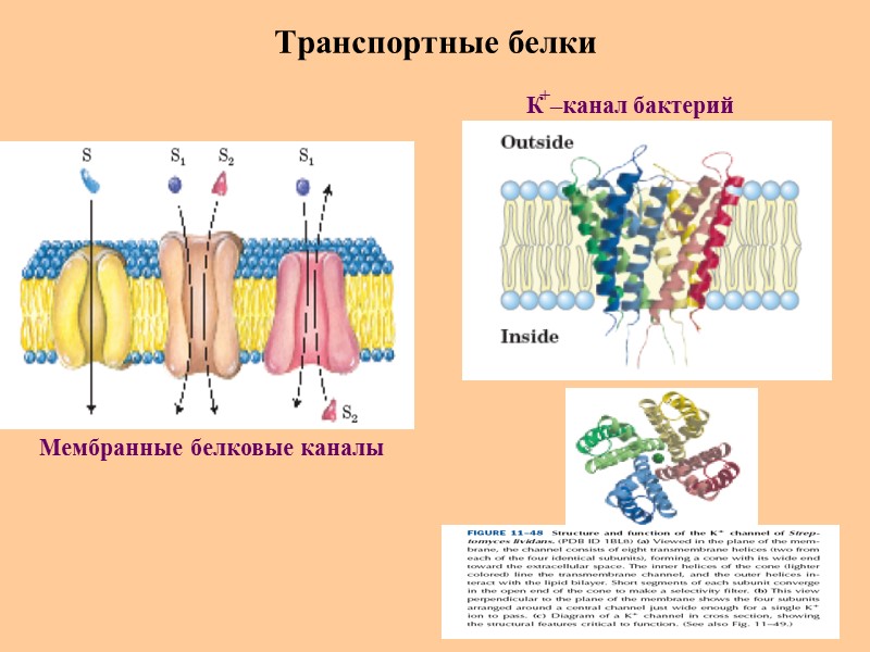 Транспортные белки Мембранные белковые каналы К –канал бактерий +